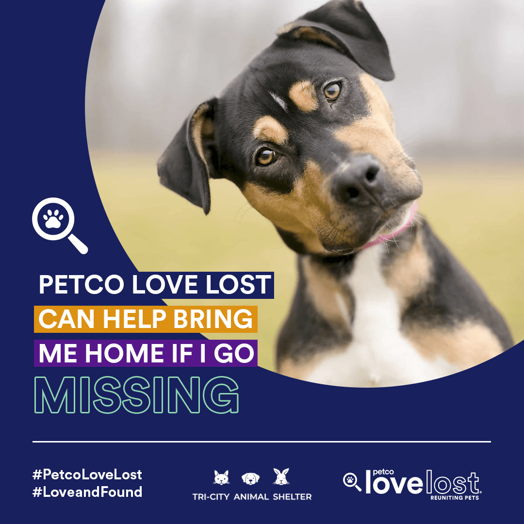 Petco Love Lost is Helping to Reunite Owners Their Pets CSNIP